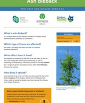 Tree pests and diseases info sheet 1 - Ash dieback